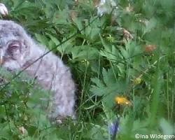 Jeune Hulotte Au Sol