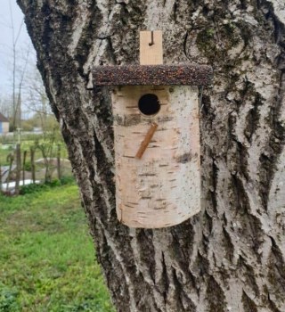 Nid bouleau bois du Jura